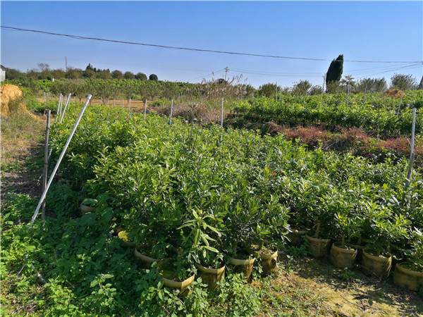 30直徑營養(yǎng)杯楊梅苗